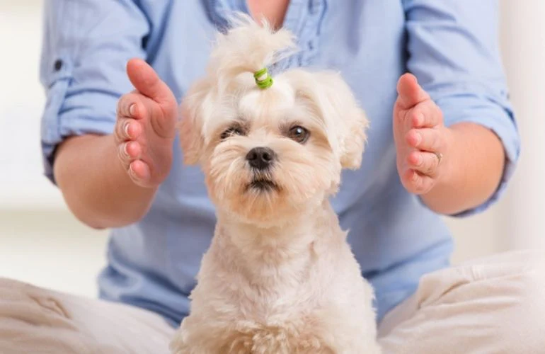 Reiki para Mascotas: Sanación Energética para el Bienestar de Tu Mejor Amigo